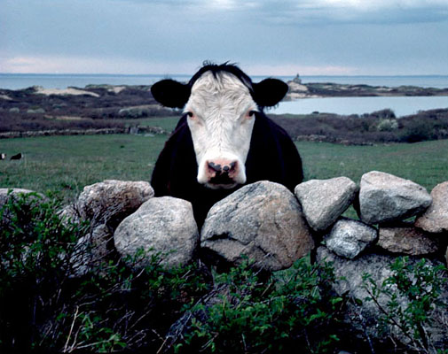 77-29    Block Island Cow