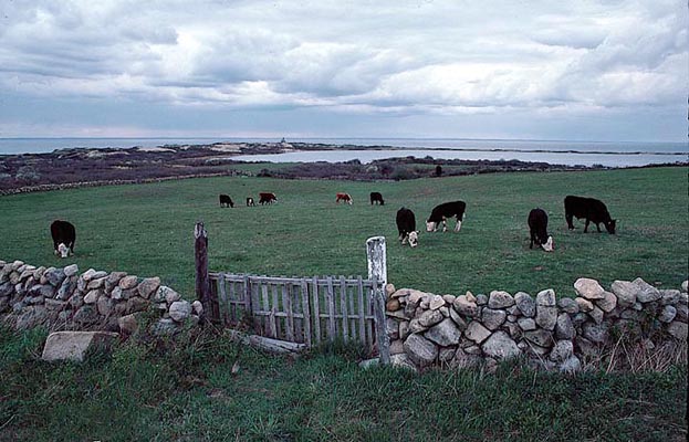 77-5    Cows by Sachem Pond