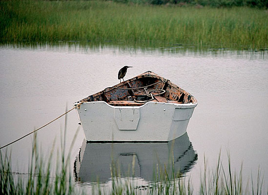 117-22    Green Heron