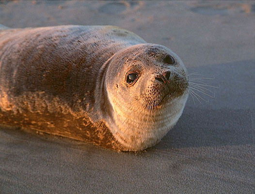 1130-33    Solicitous Seal, Mansion Beach