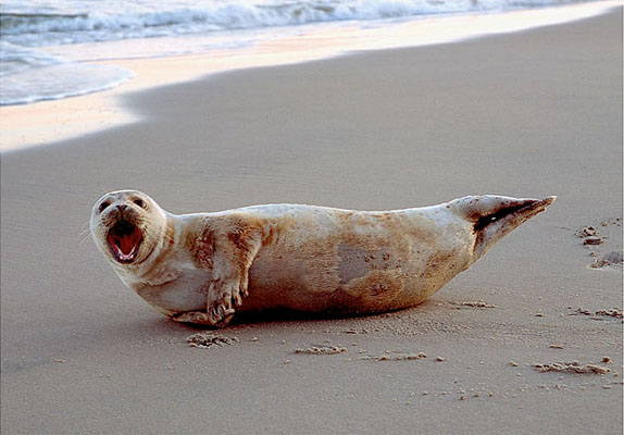 1130-36    Angry Seal