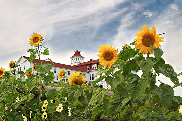 D-1522    Sunflowers and the Spring House II