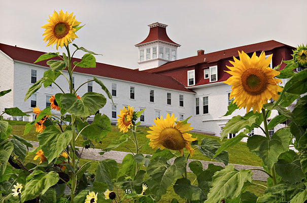D-1510    Sunflowers and the Spring House III