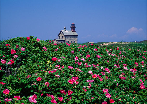 810-20    North Light on a Bed Of Roses