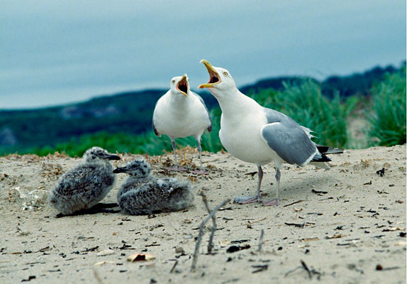 143-29    Duet, North Light Rookery