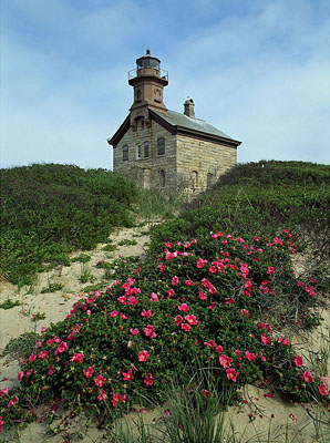 427-8    Rosa Rugosa and the North Light