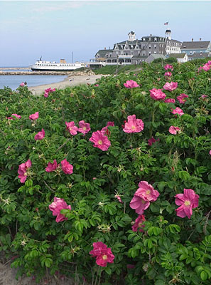 D-1054    June Roses, Old Harbor