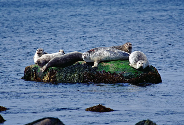 1089-3    Six Seals on a Rock, Old Harbor Point