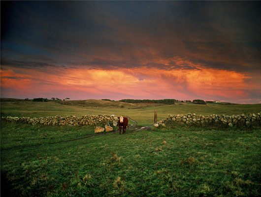 839-19    Cow under a Turner-like Sky