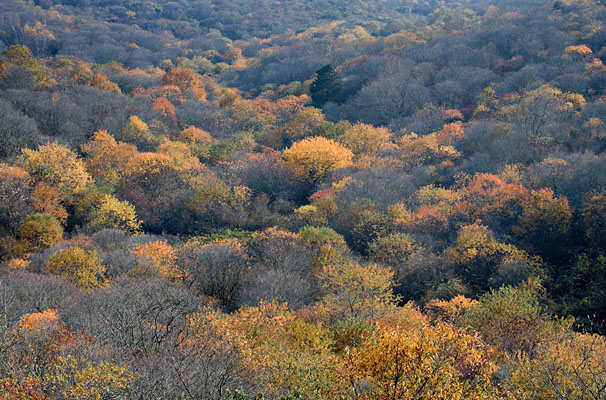 DS-1986    Fall Colors, Rodman's Hollow