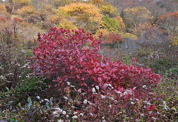 DS-1968    Red Leaves, Rodman's Hollow