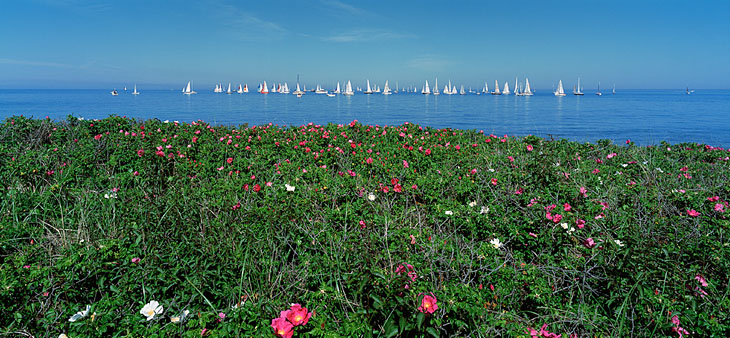 422-18    Roses and Sailboats, West Beach