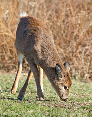 Enjoying Breakfast - Young White-tailed Deer, Corn Neck Road