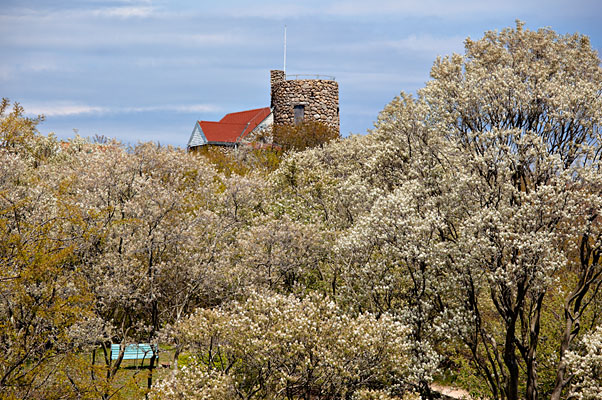 Shadblow on Beacon Hill