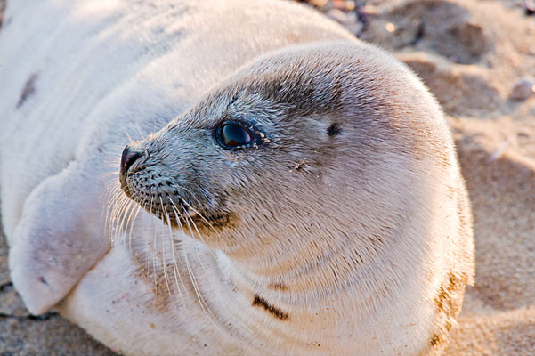 Baby Seal, Dicken's Point