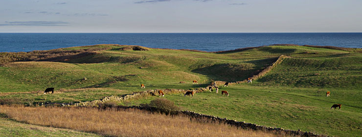 Cows Grazing, Lewis Farm