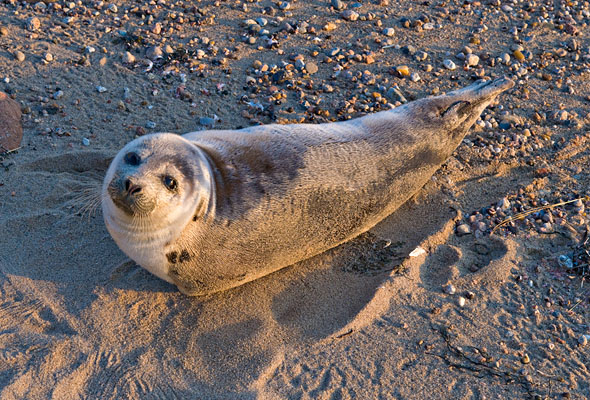 Curious Seal, Dicken's Point