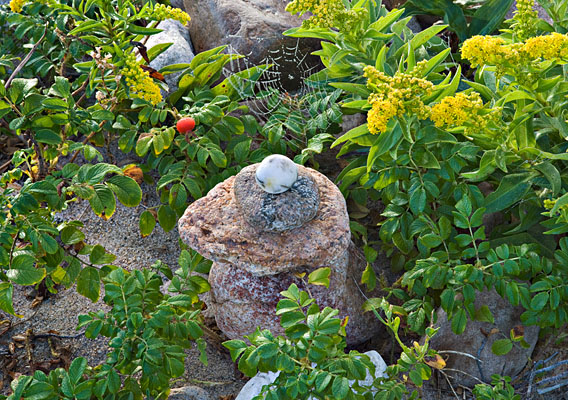 Rose Hip, Spider Web, Goldenrod, and Cairn - Settler's Rock